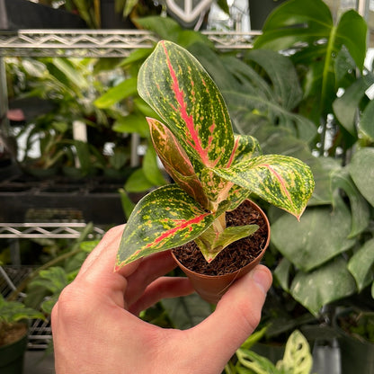 Aglaonema Night Sparkle