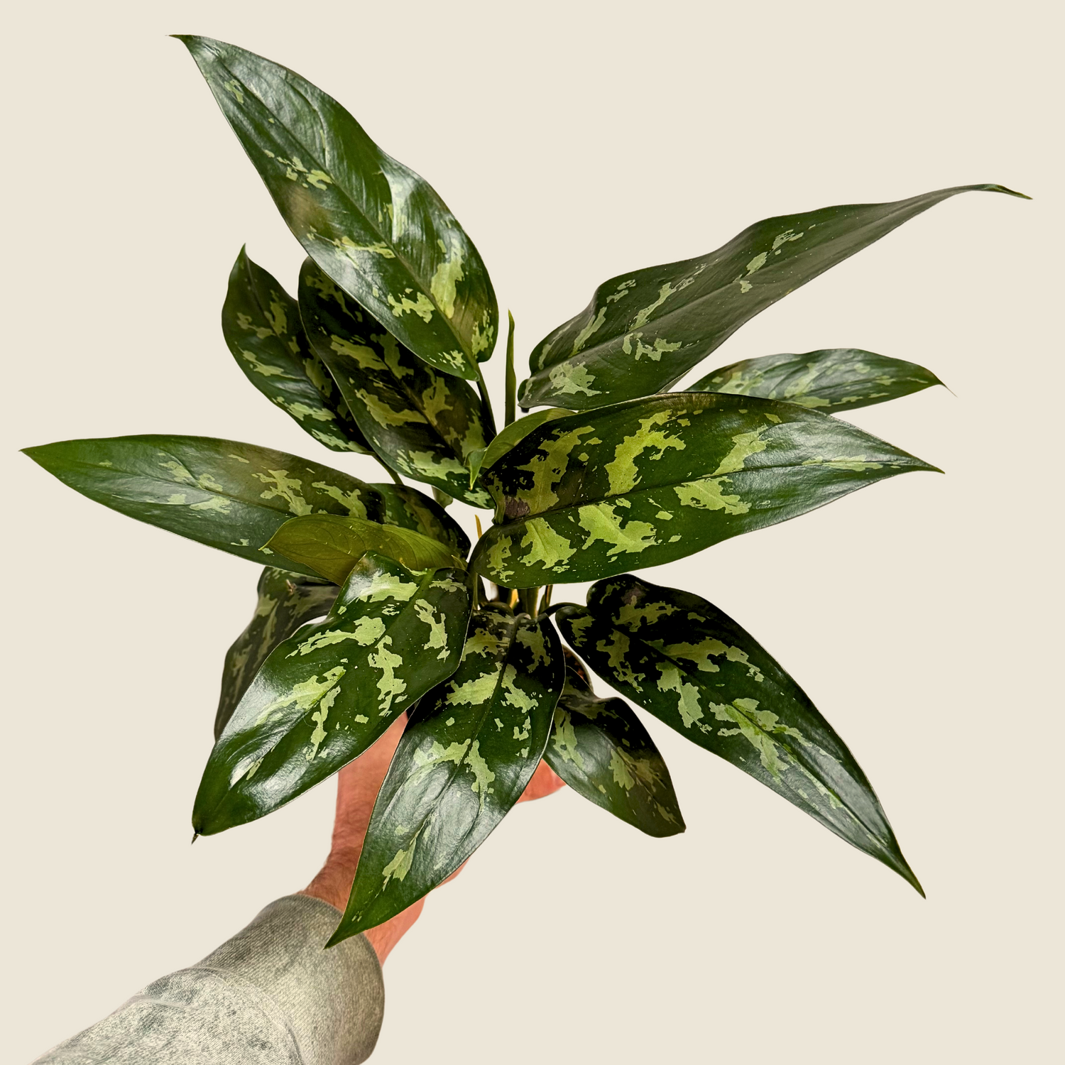 Aglaonema Maryann