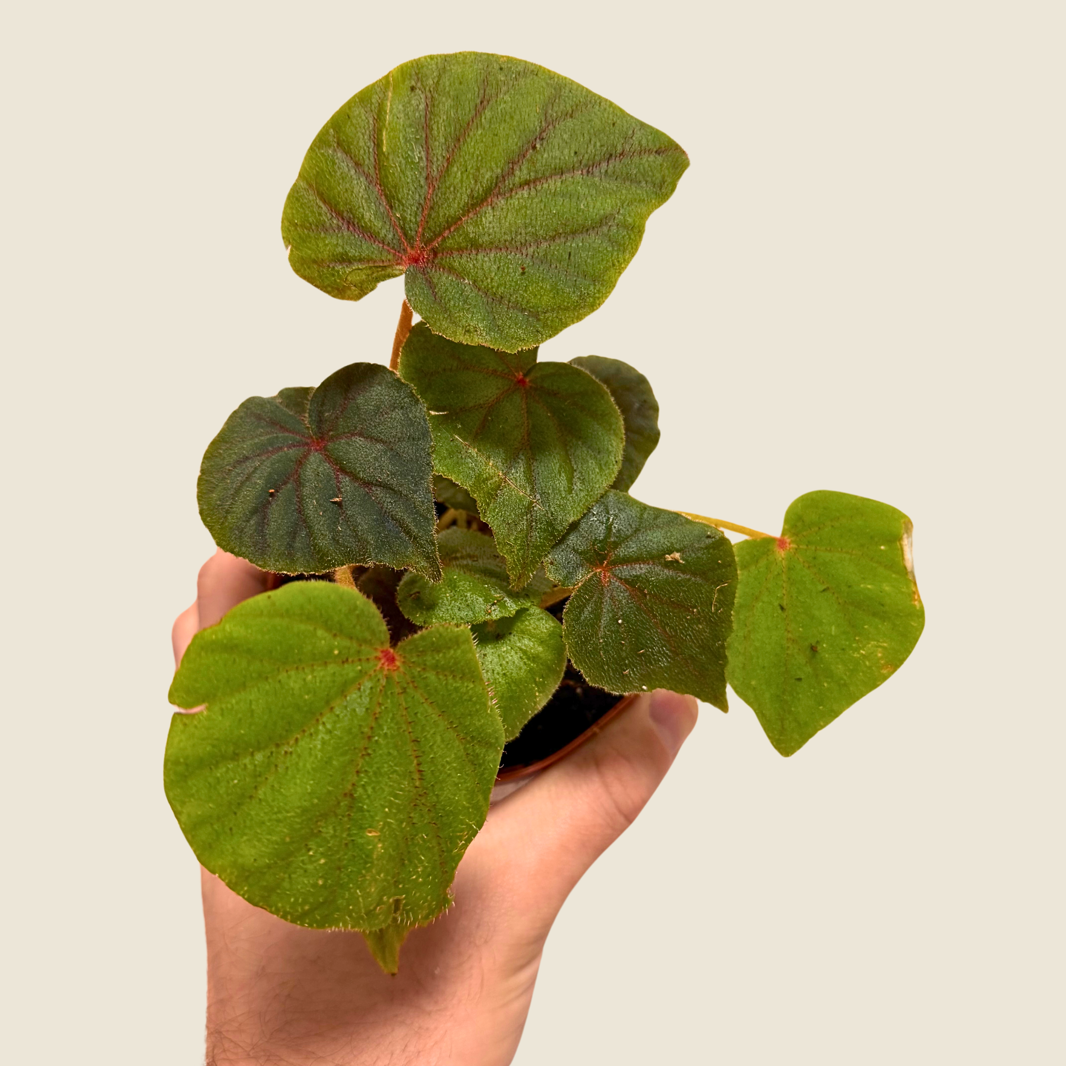 Begonia Sericoneura var. Lindleyana