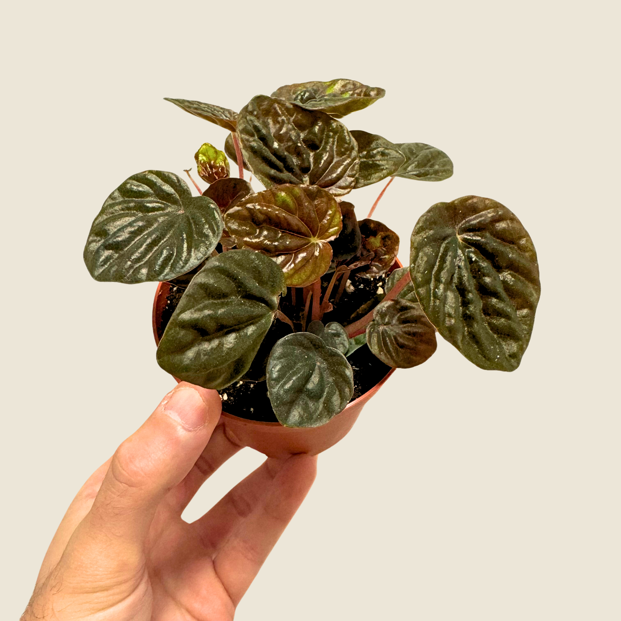 Peperomia Chocolate