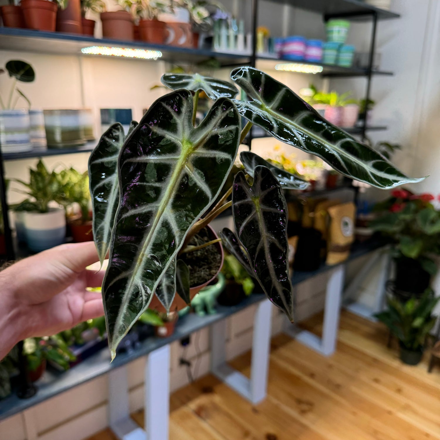 Alocasia Bambino