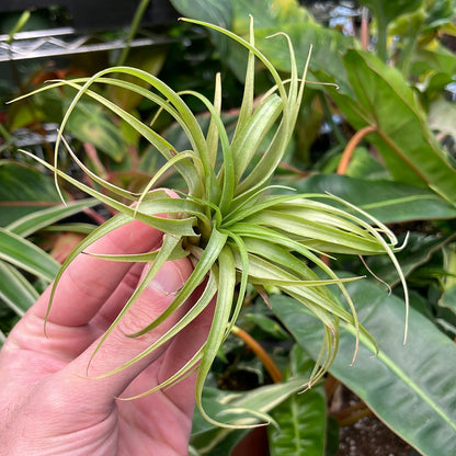 Brachycaulos Select Air Plant