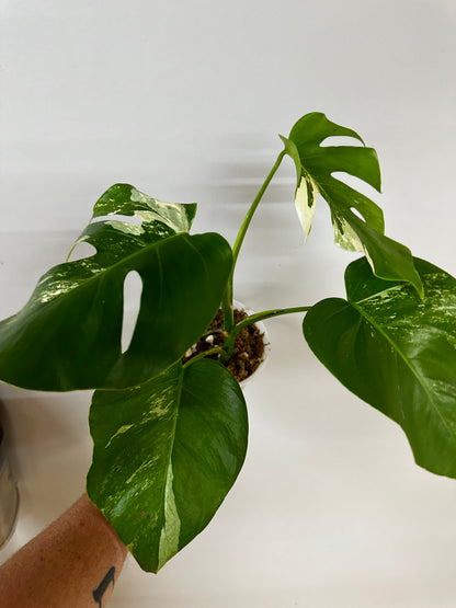 Monstera Albo