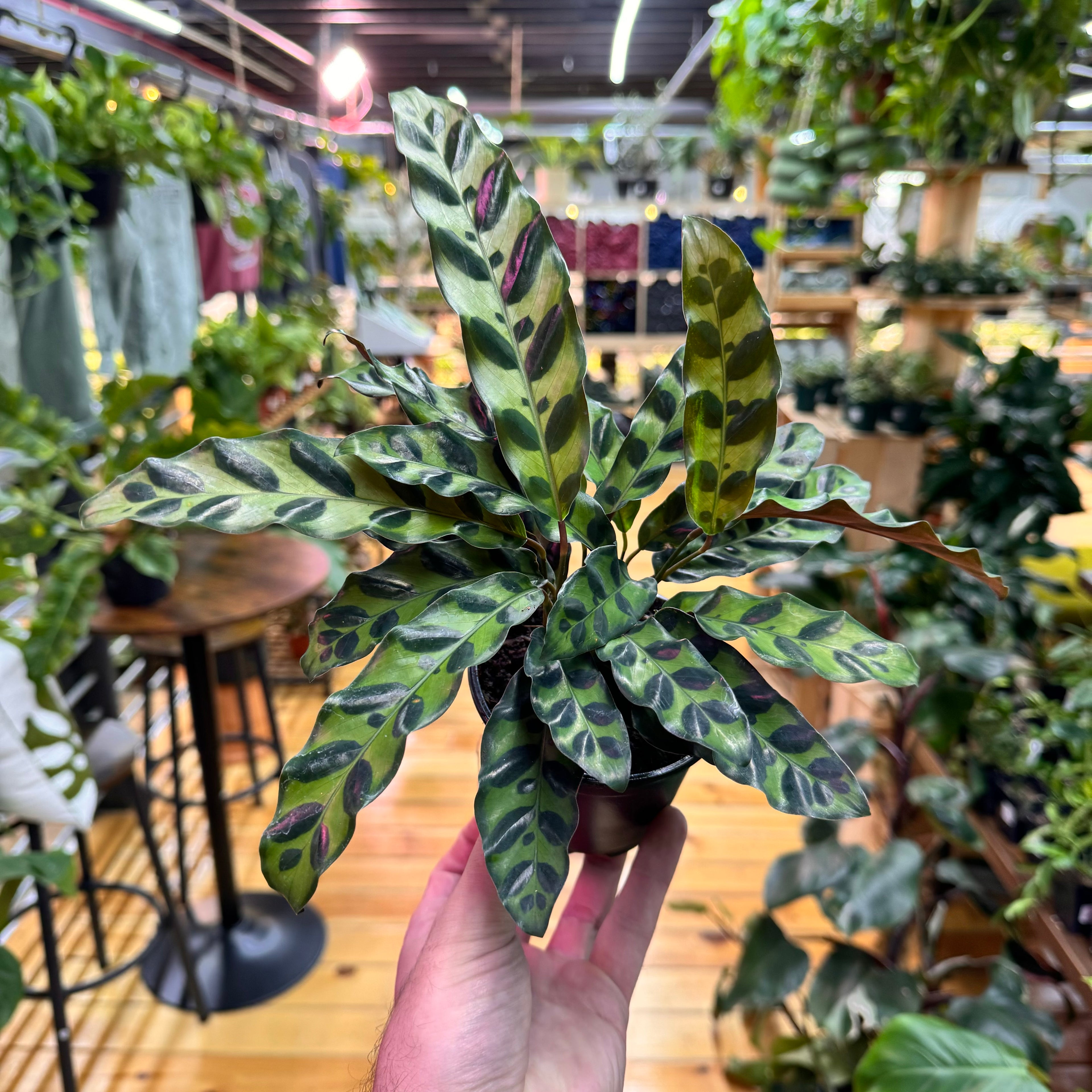 Calathea Rattlesnake