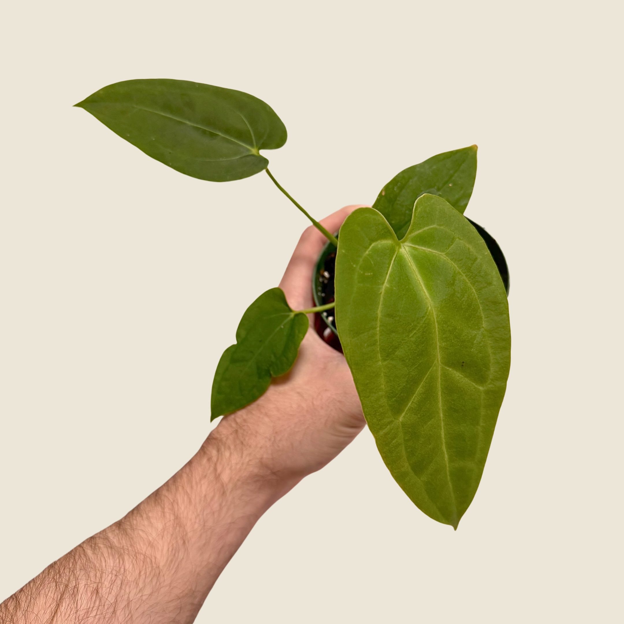 Anthurium Green Papillilaminum x Self