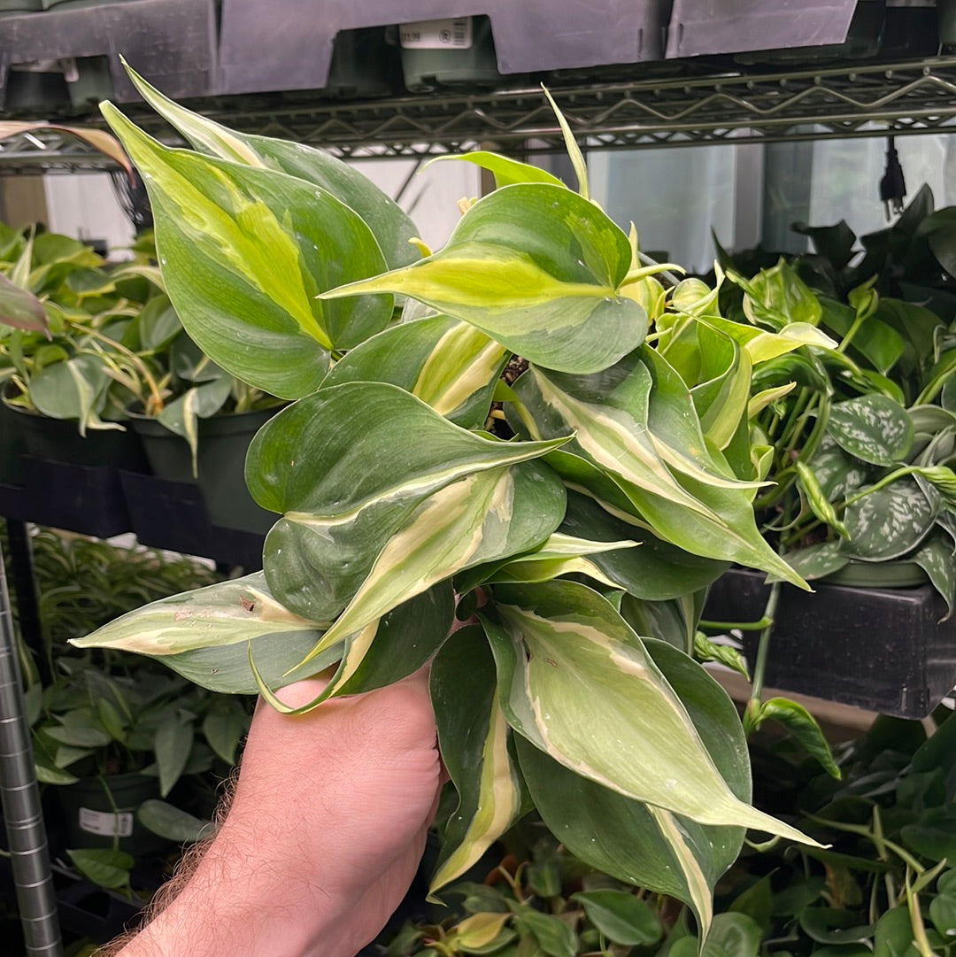 Philodendron Silver Stripe