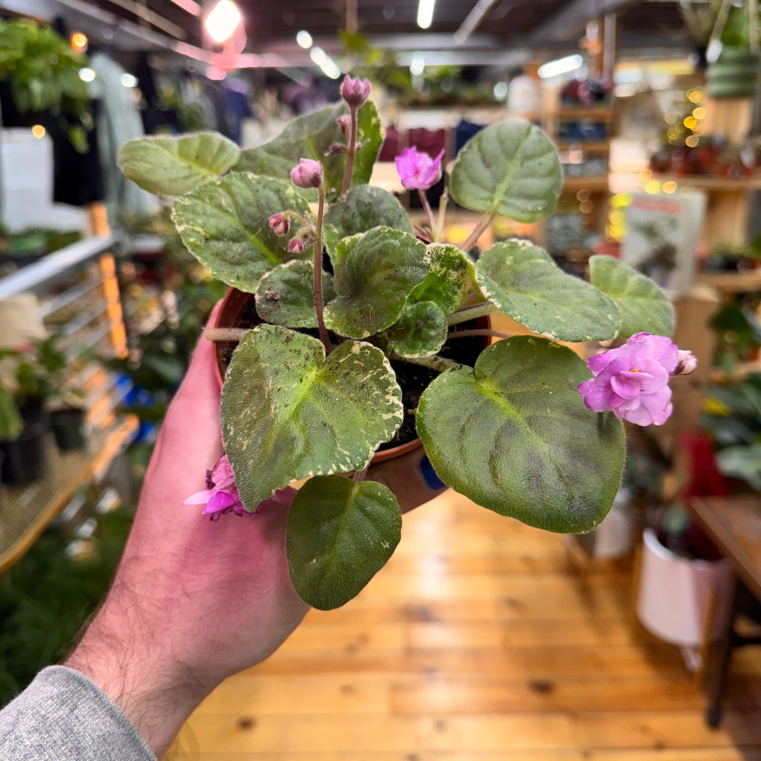 African Violet Cajun Popcorn