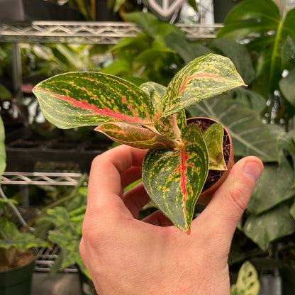 Aglaonema Night Sparkle