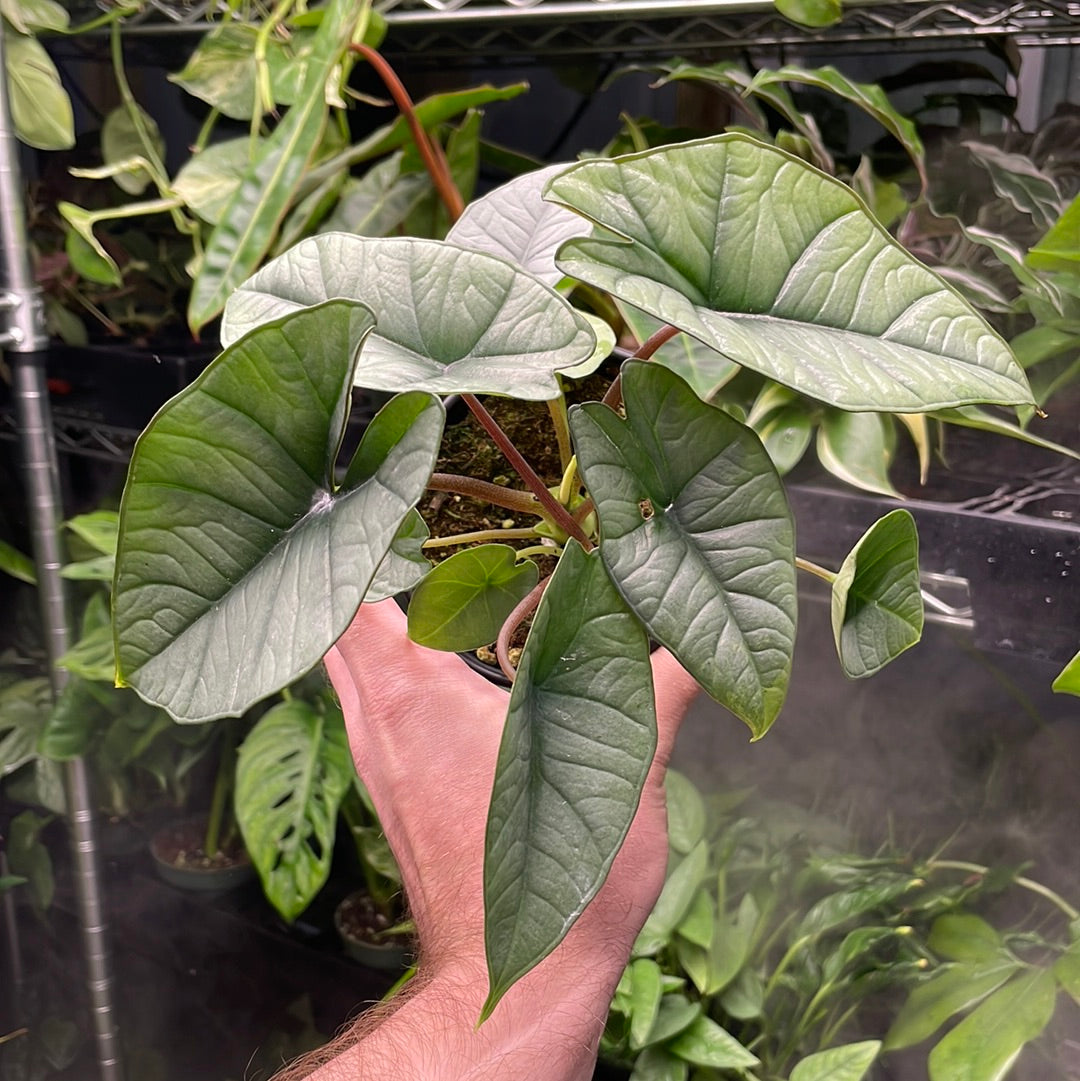 Alocasia Platinum