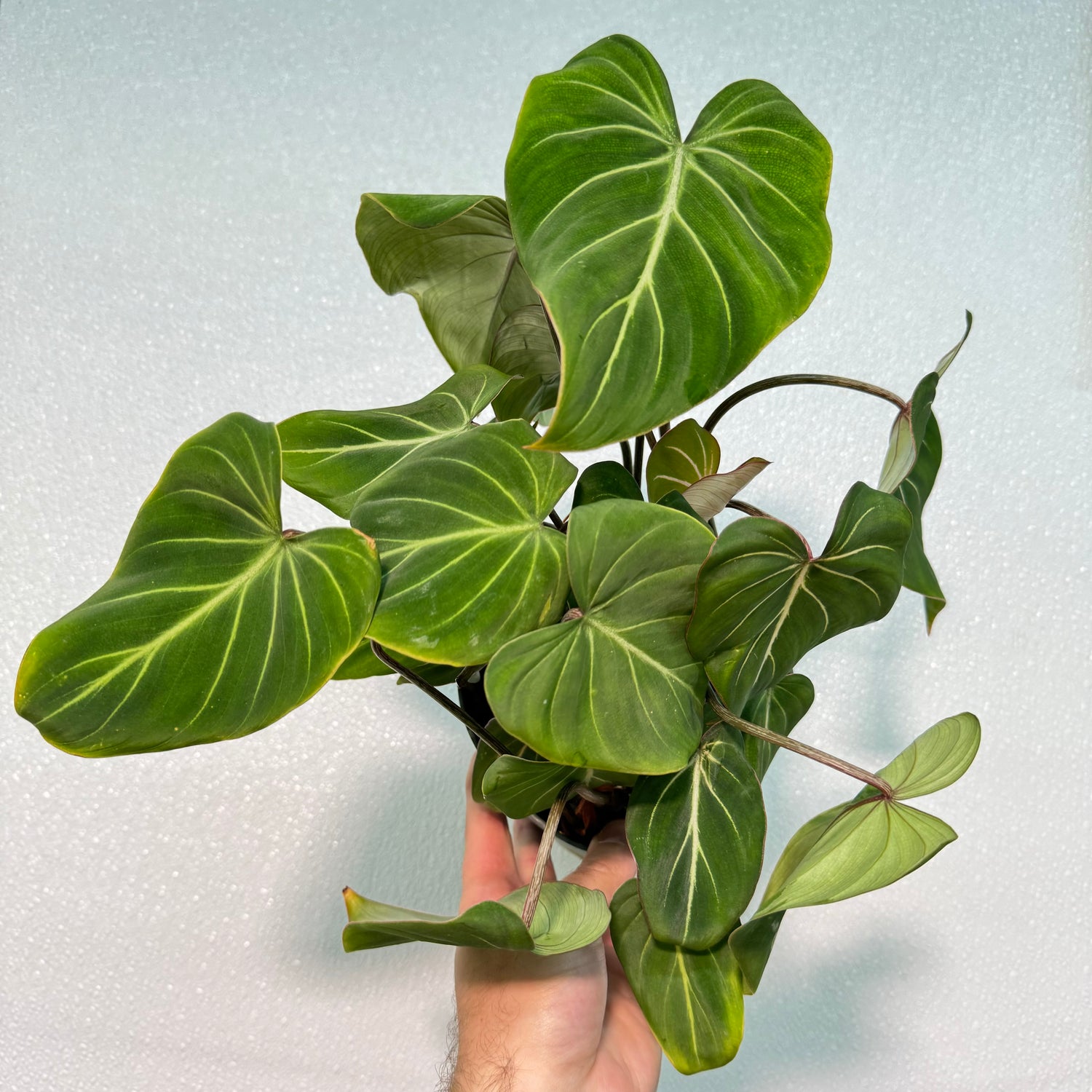 Philodendron Gloriosum