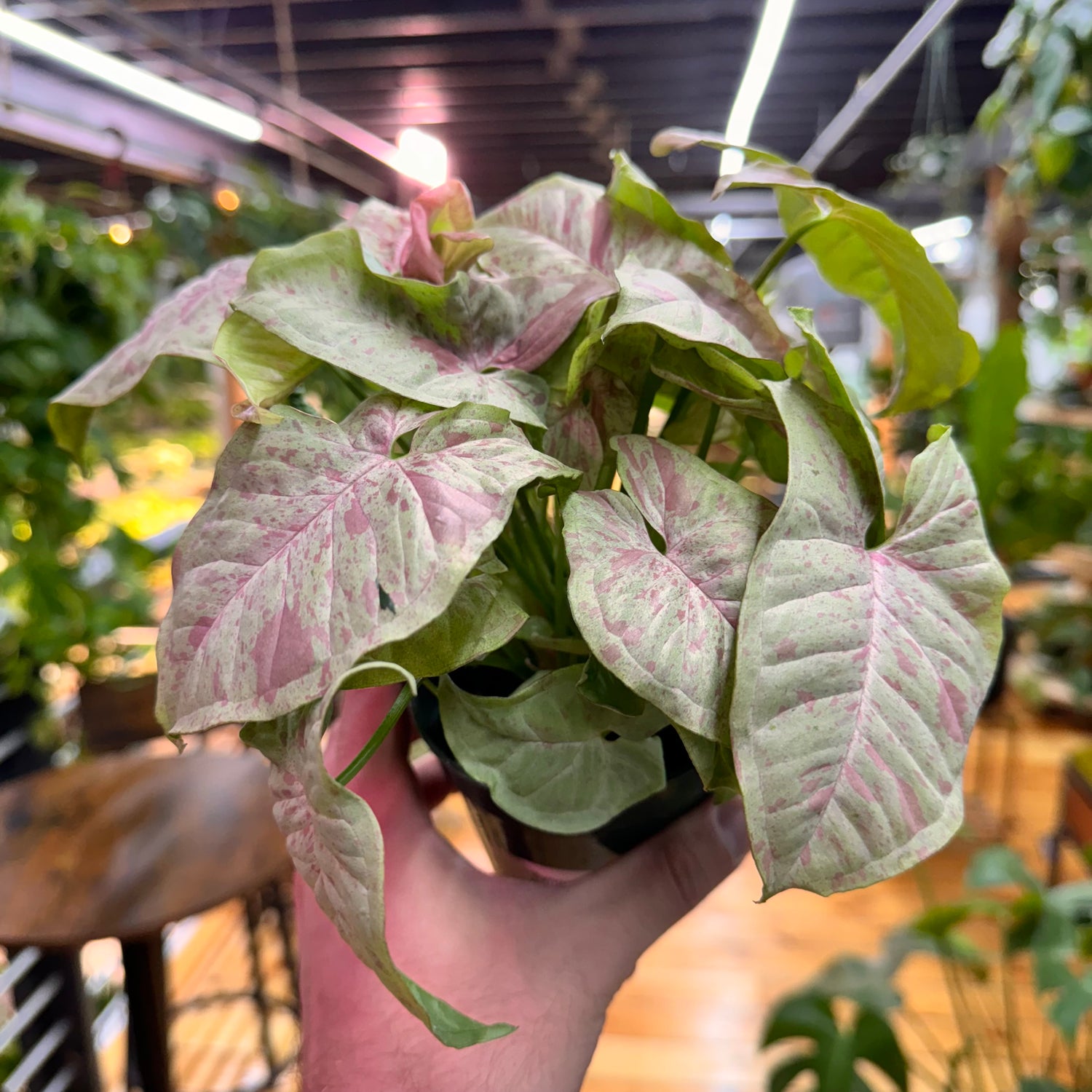 Syngonium Milk Confetti