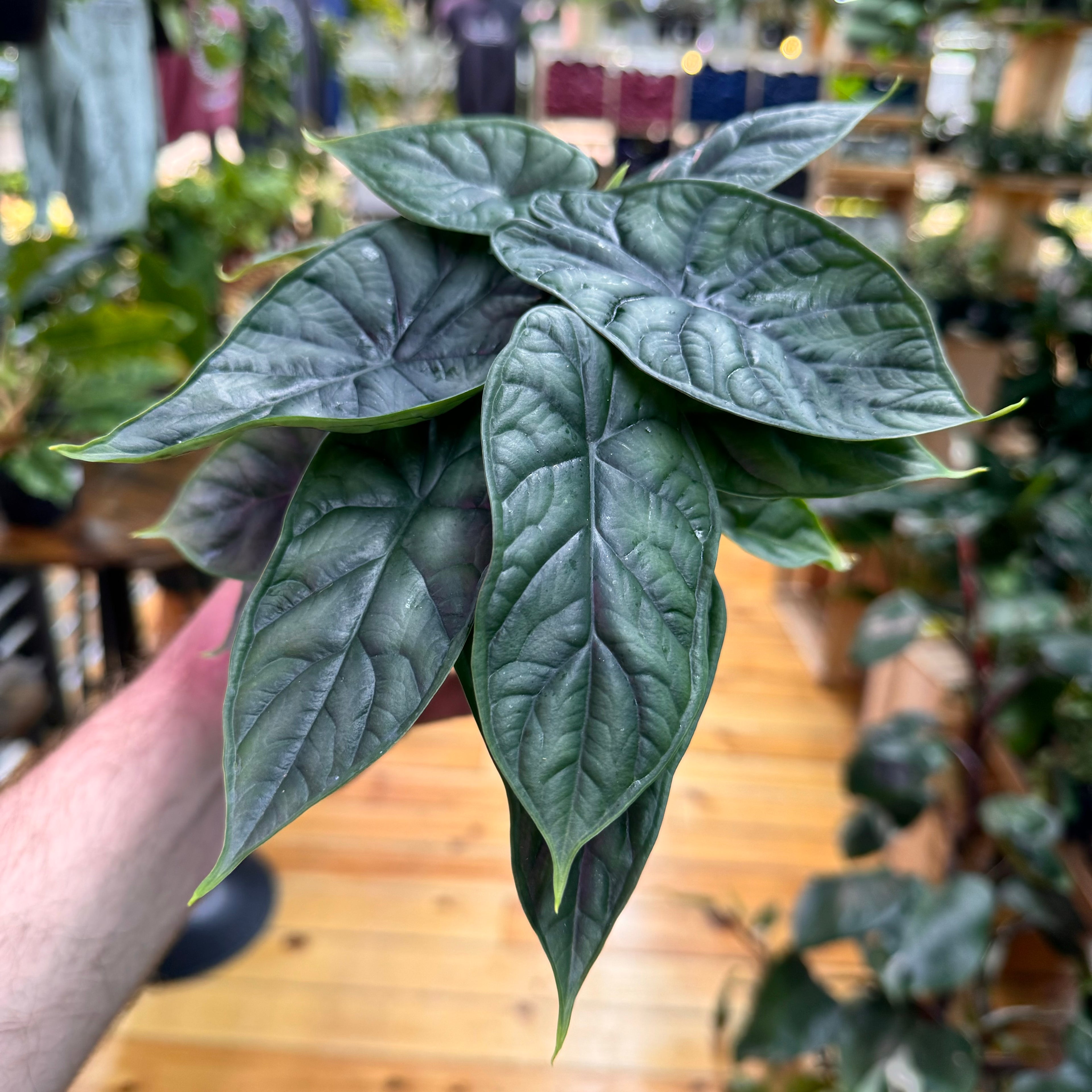 Alocasia Dragon Scale