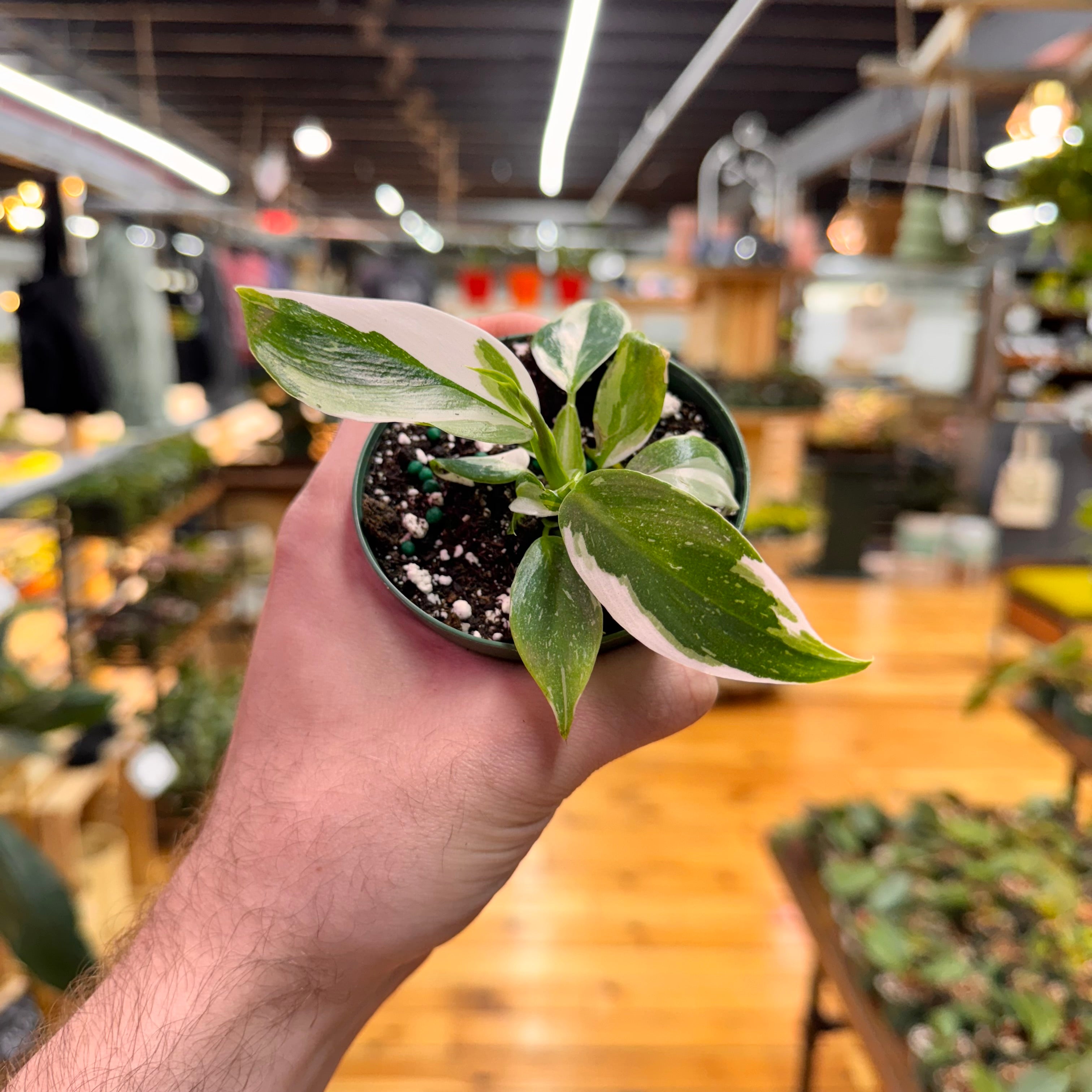 Philodendron White Wizard