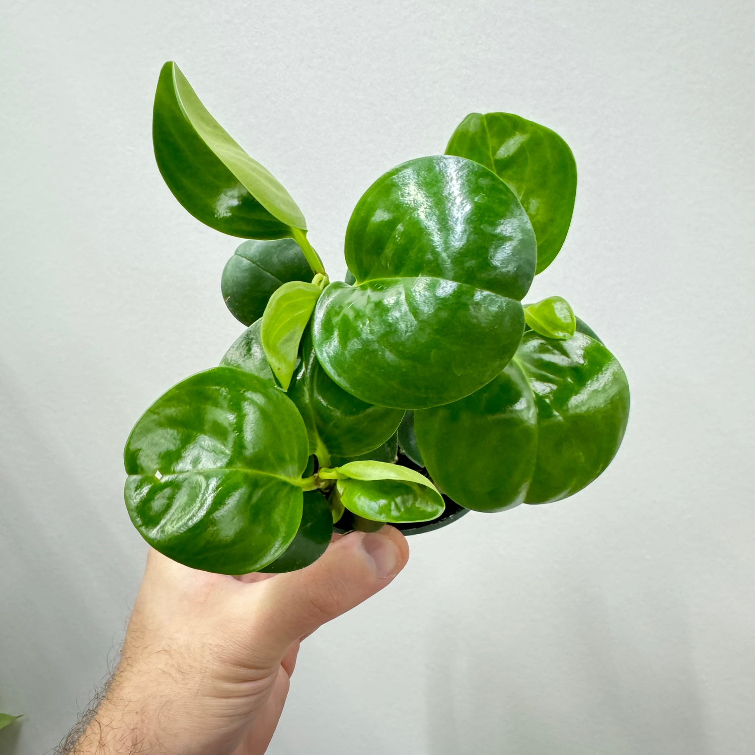 Peperomia Green Obtusifolia