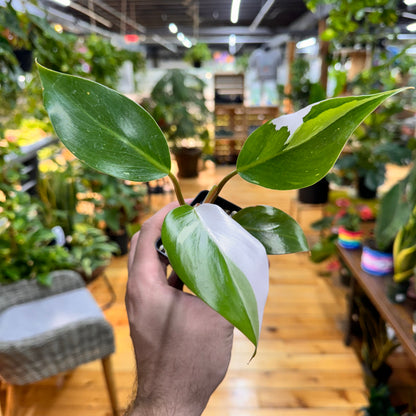 Philodendron White Knight