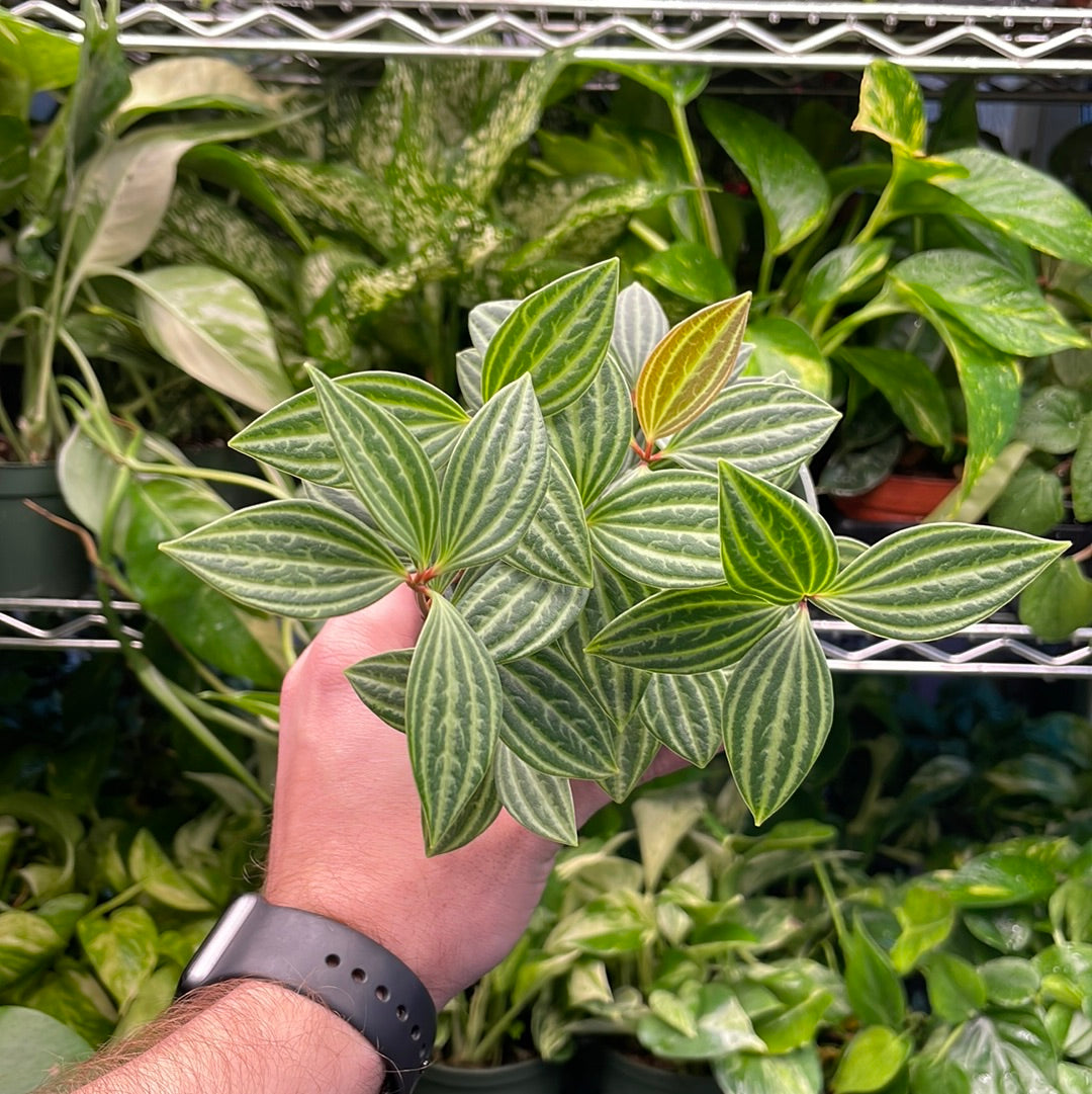 Peperomia Stilt