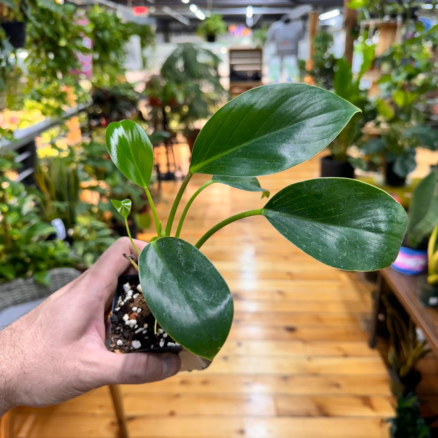 Philodendron Birkin