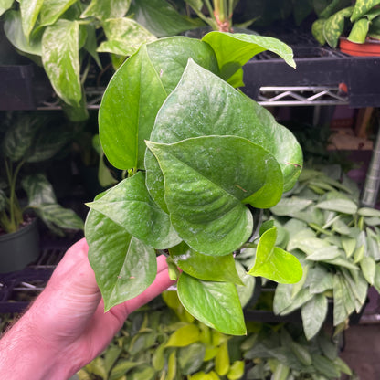 Pothos Jade