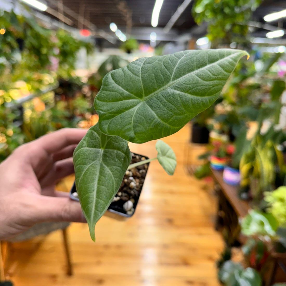 Alocasia Dragon Moon