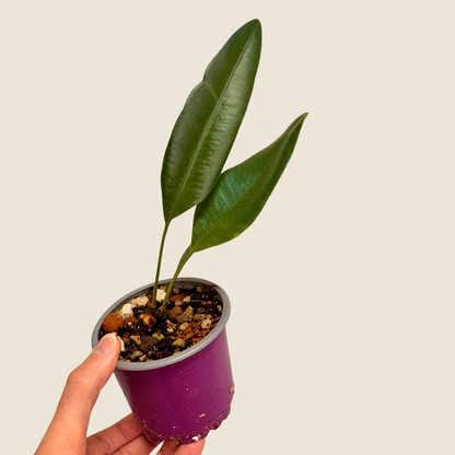 Elaphoglossum Metallicum
