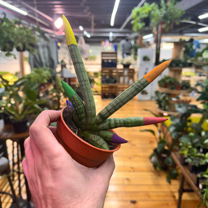 Sansevieria Boncenllensis