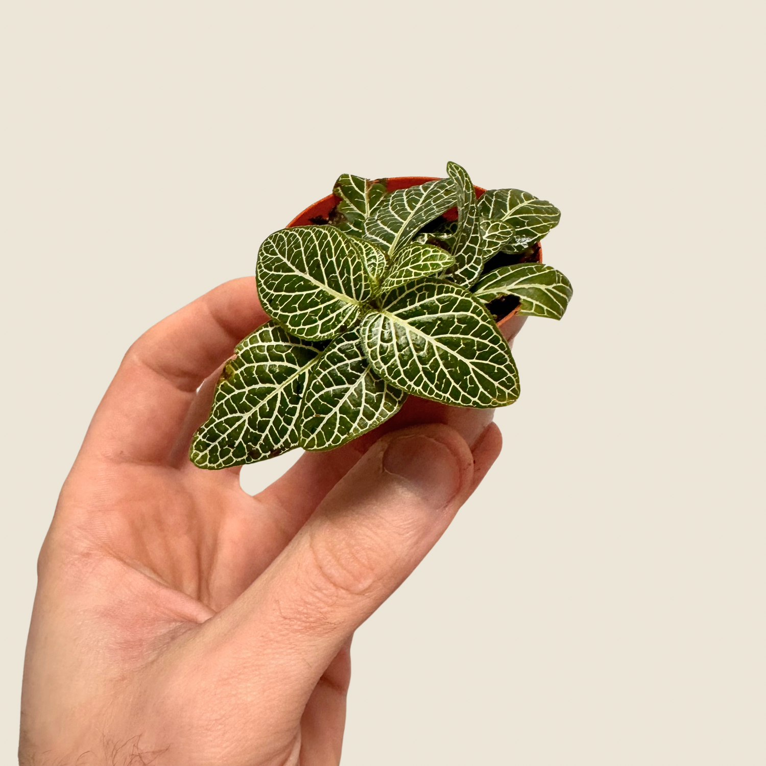 Fittonia Nerve Plant