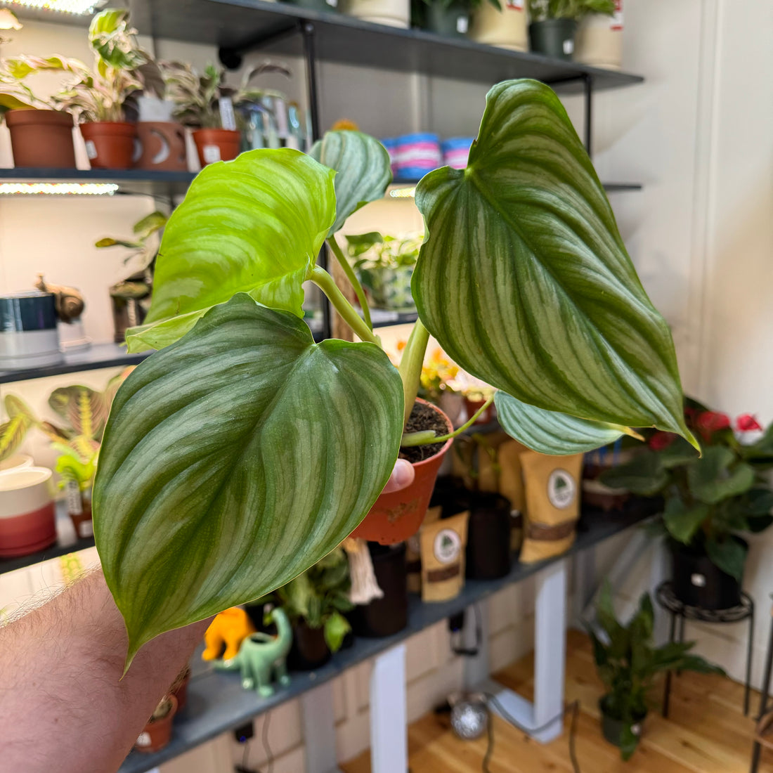 Philodendron Pastazanum Silver