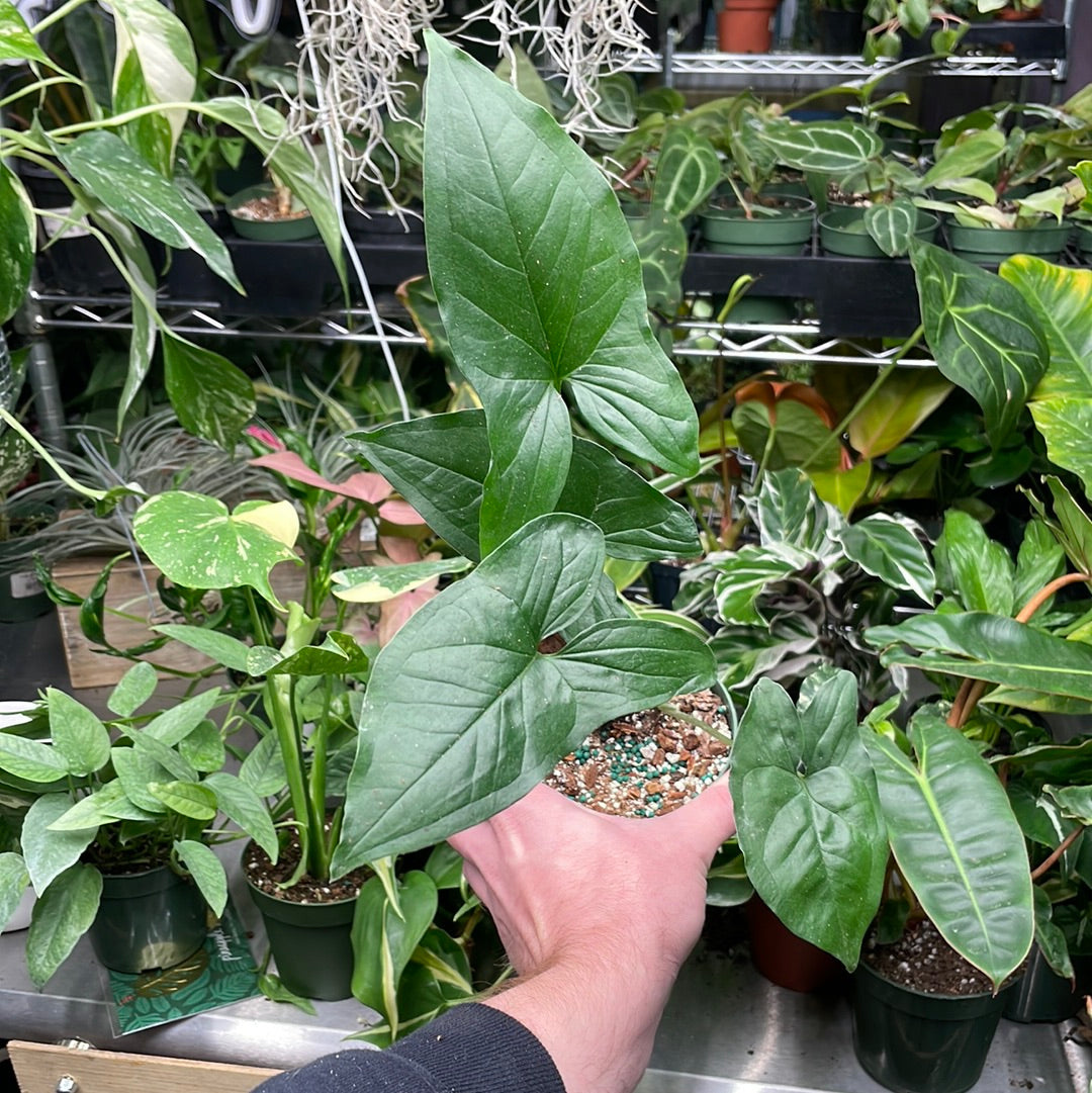 Syngonium Aurea