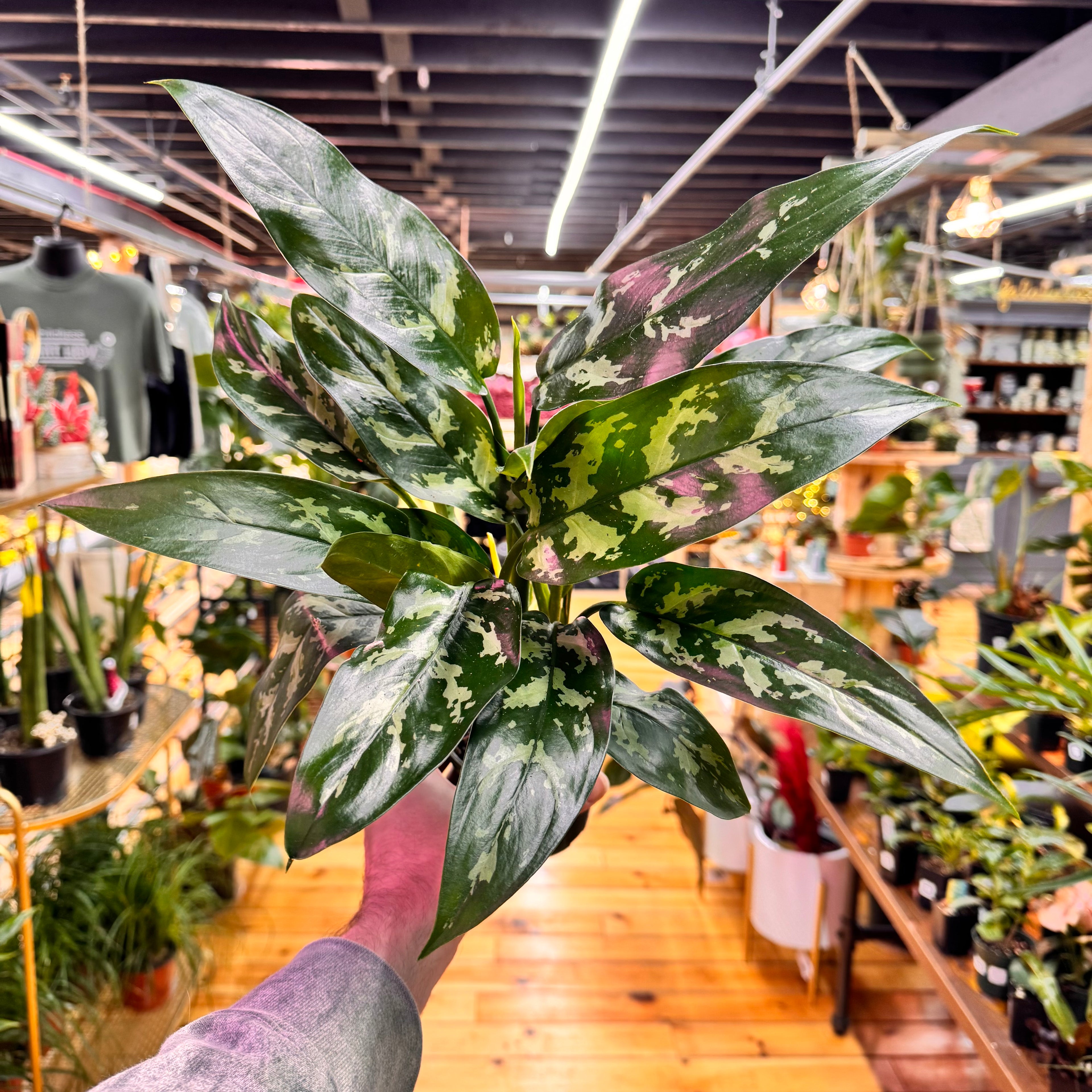 Aglaonema Maryann