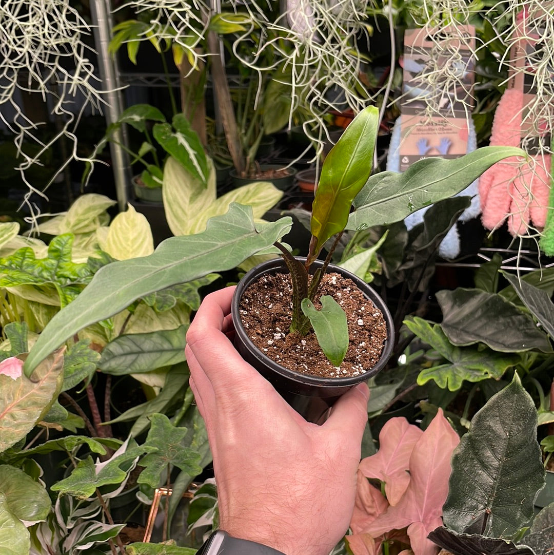 Alocasia Lauterbachiana