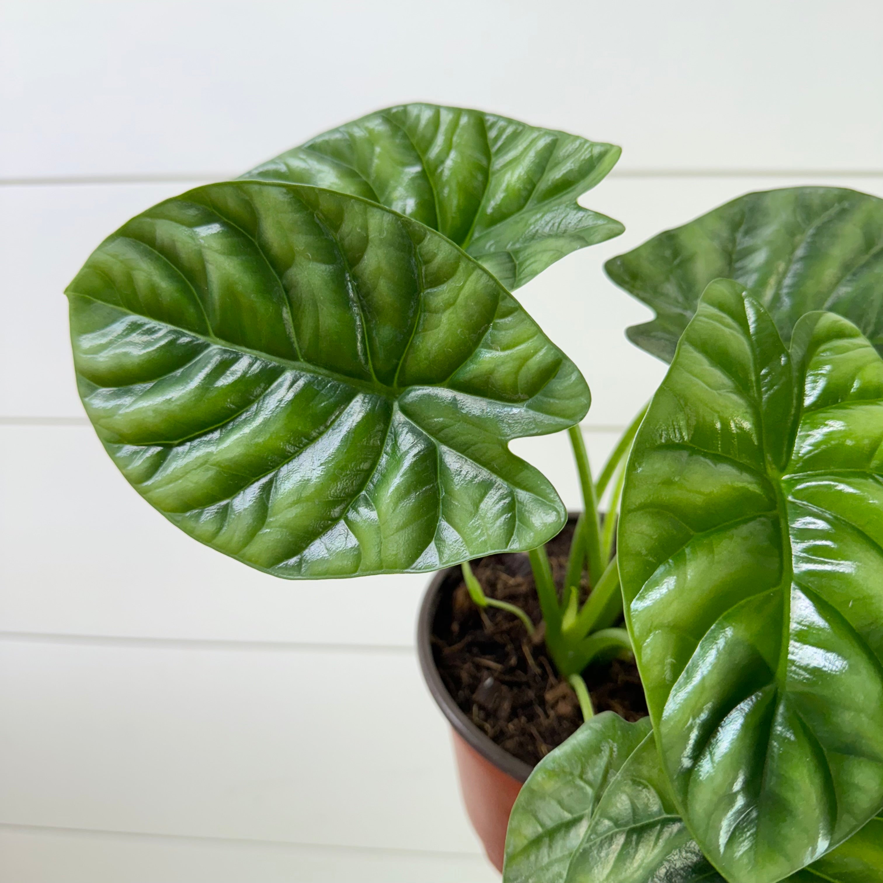 Alocasia Mirror Face