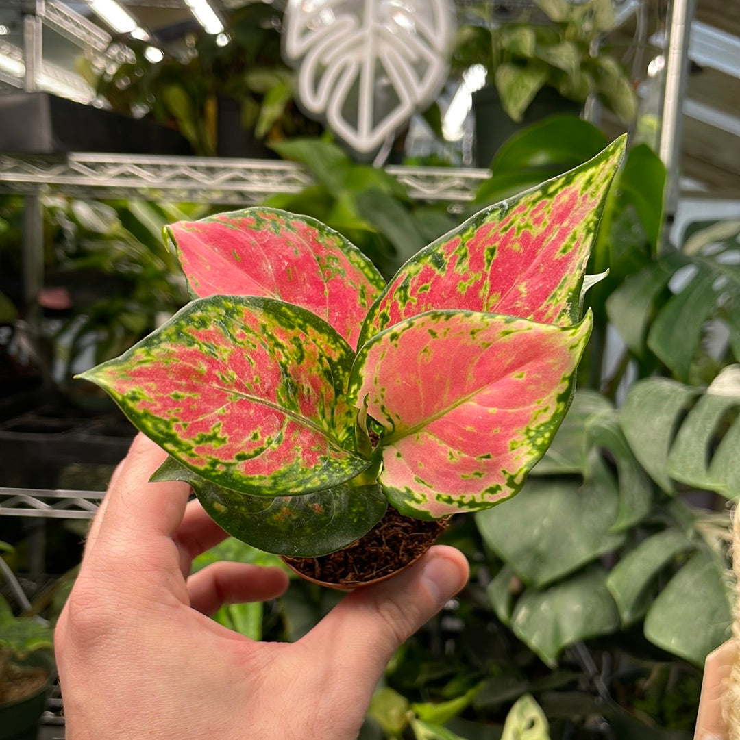 Aglaonema Lady Valentine