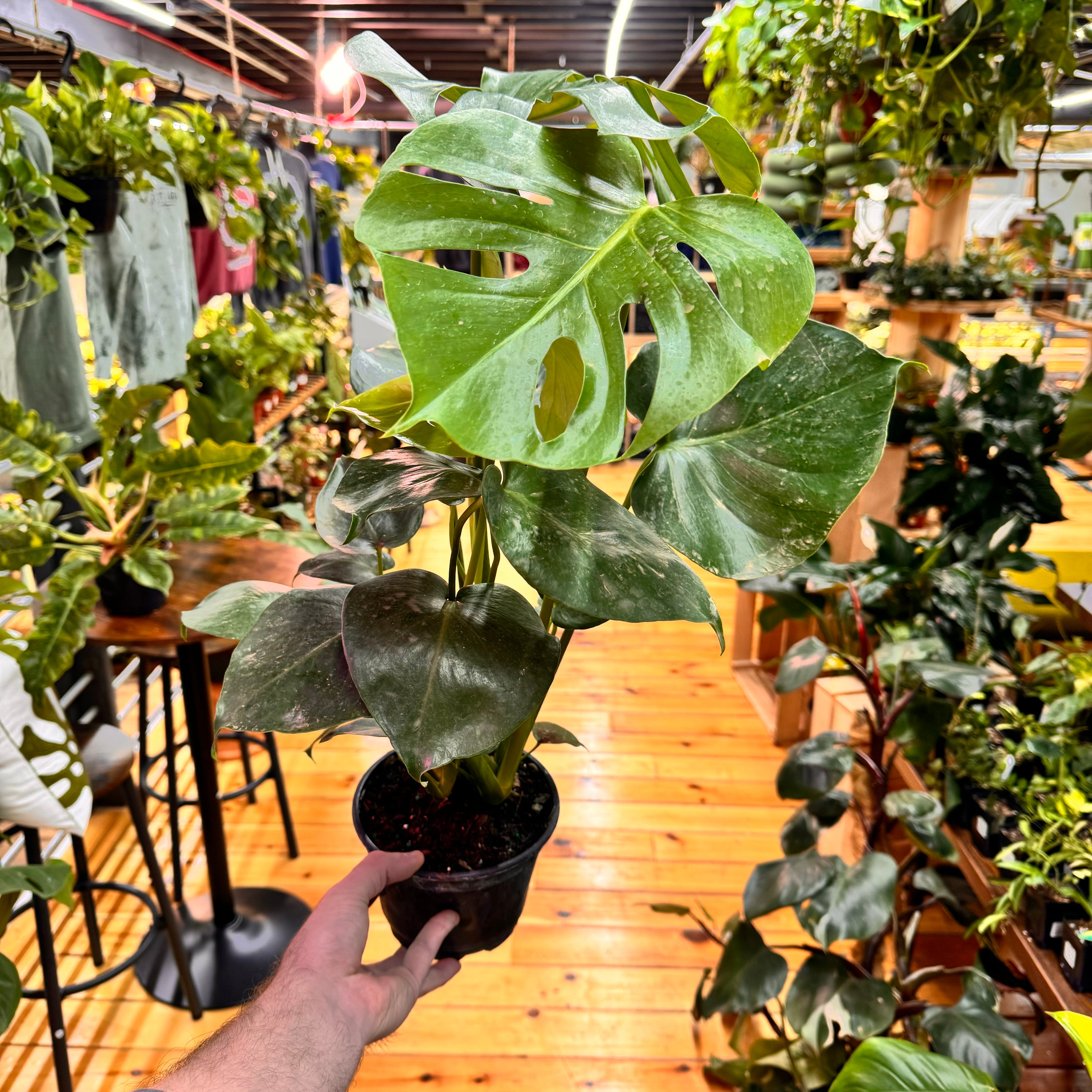 Monstera Deliciosa