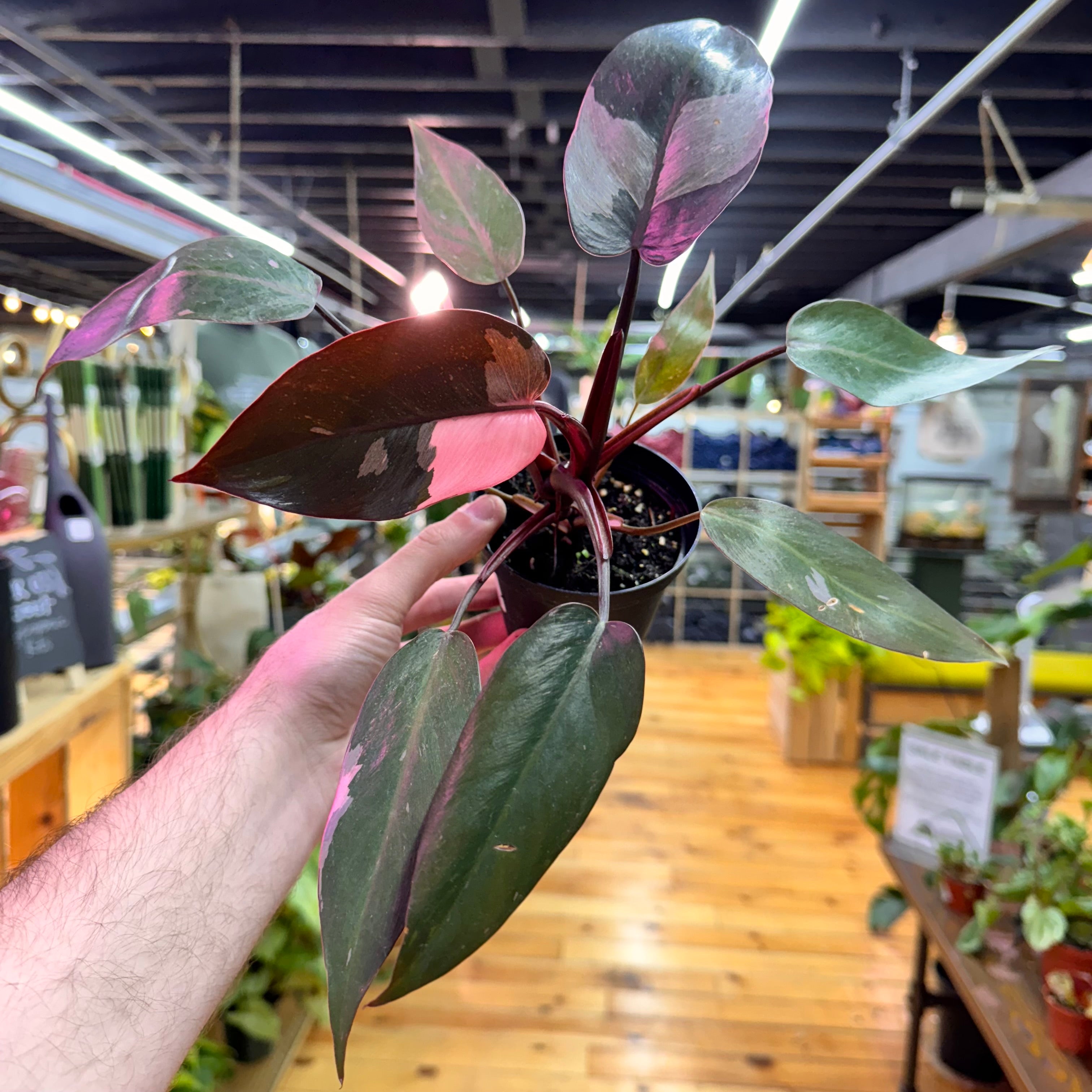 Philodendron Pink Princess