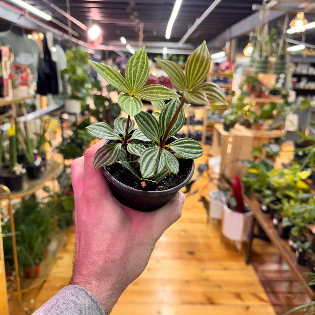 Peperomia Stilt