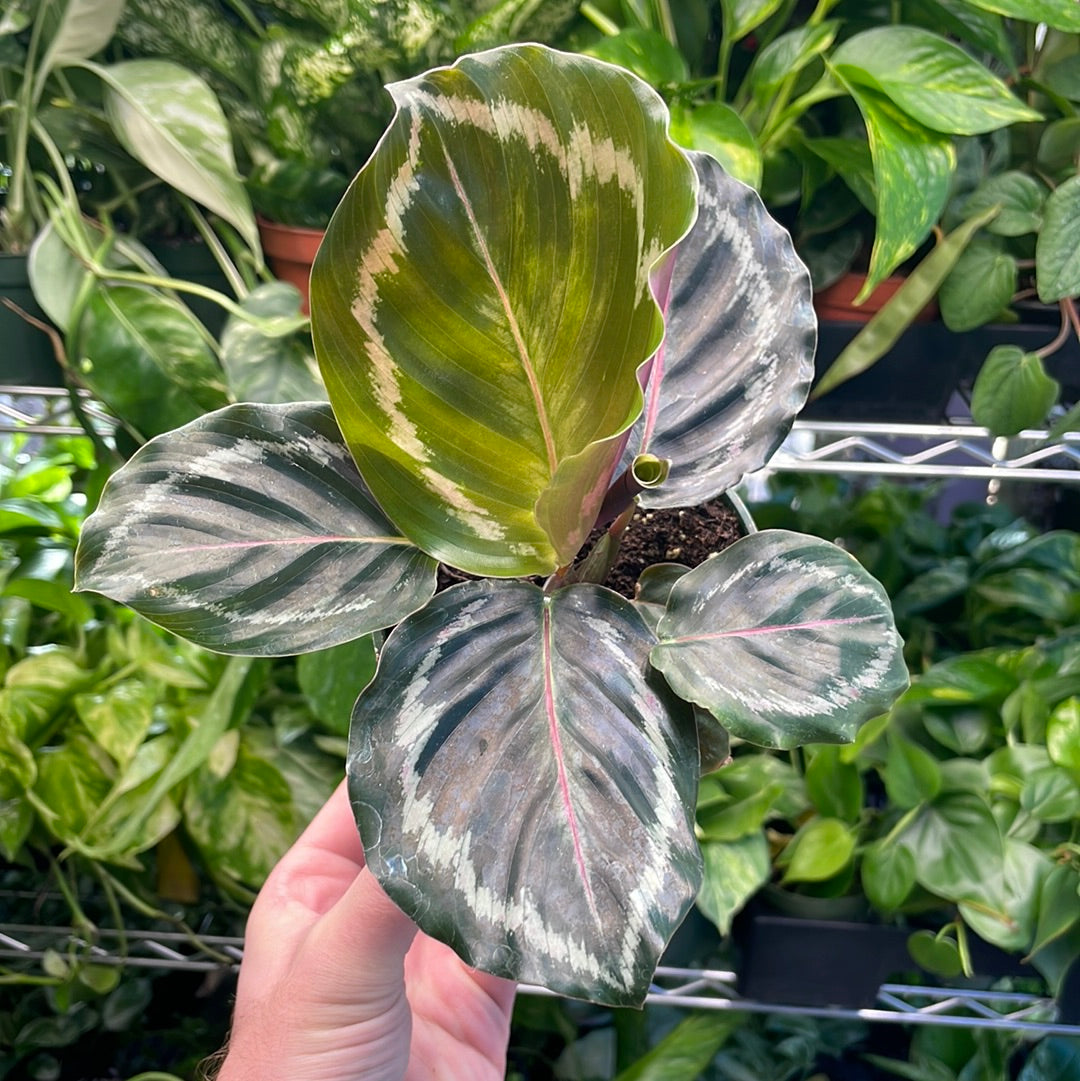 Calathea Roseopicta Silvia