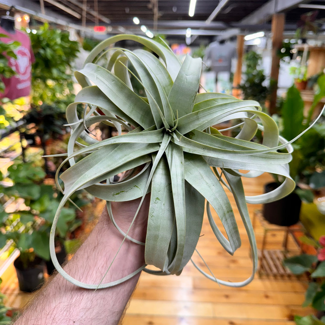 Xerographica Tillandsia Air Plant