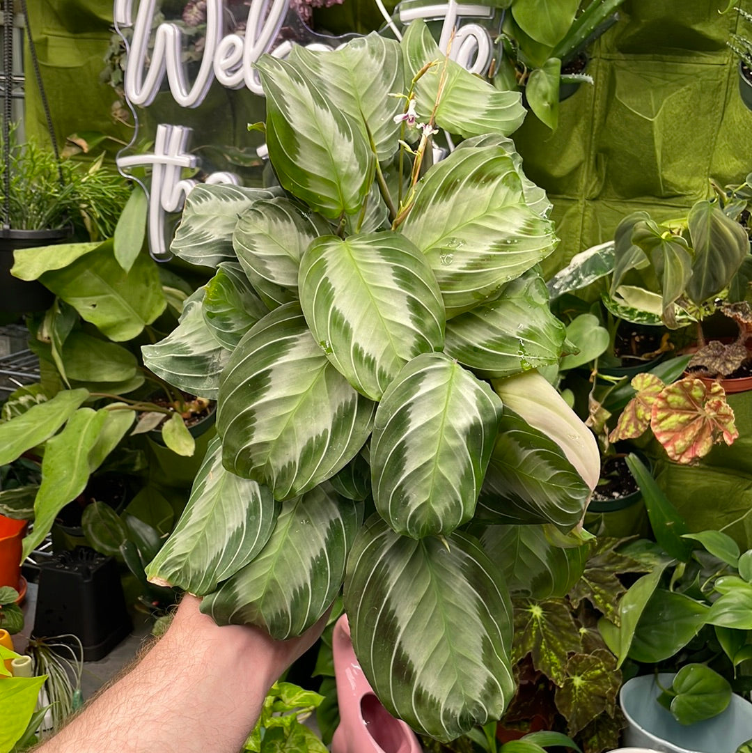 Maranta Silver Band