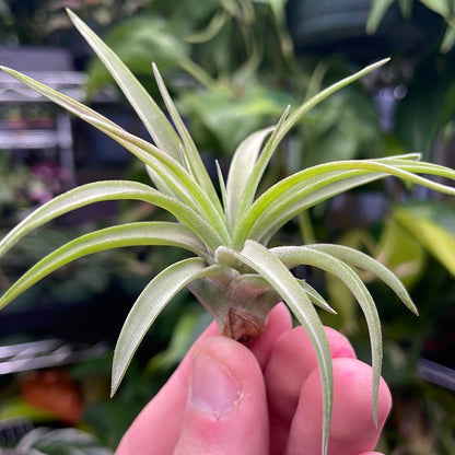 Velutina Air Plant