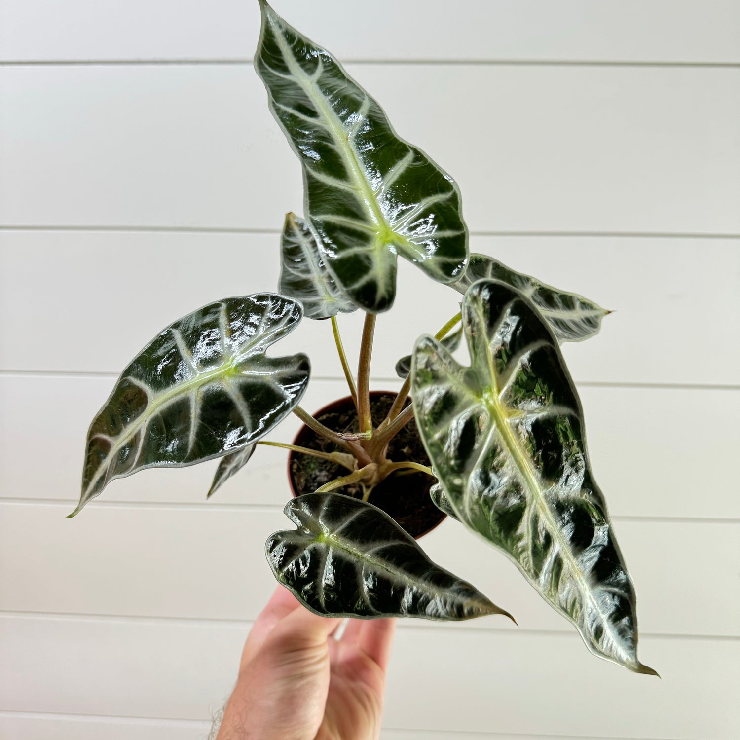 Alocasia Bambino