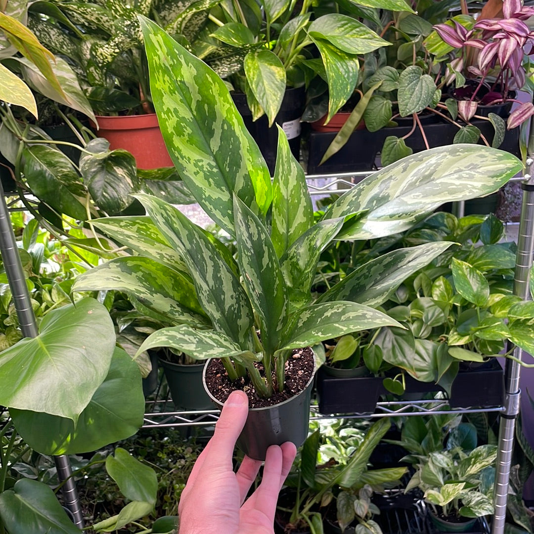 Aglaonema Maryann