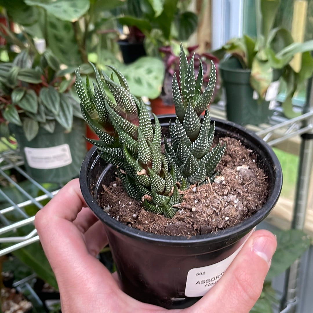 Haworthia Coarctata