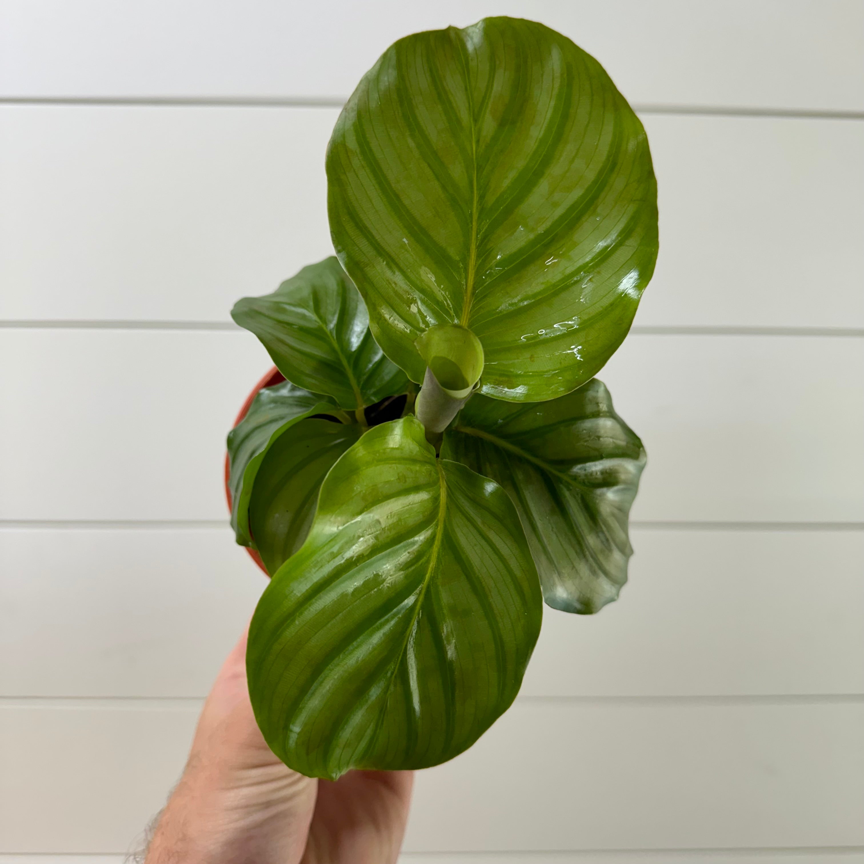 Calathea Orbifolia