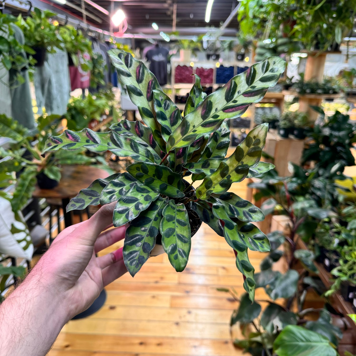 Calathea Rattlesnake