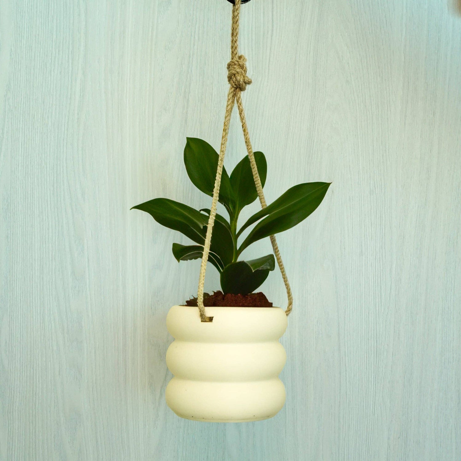 Hanging Bubble Plant Pot