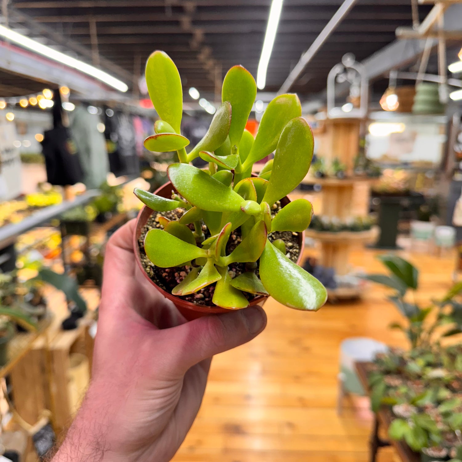 Jade Crassula Succulent