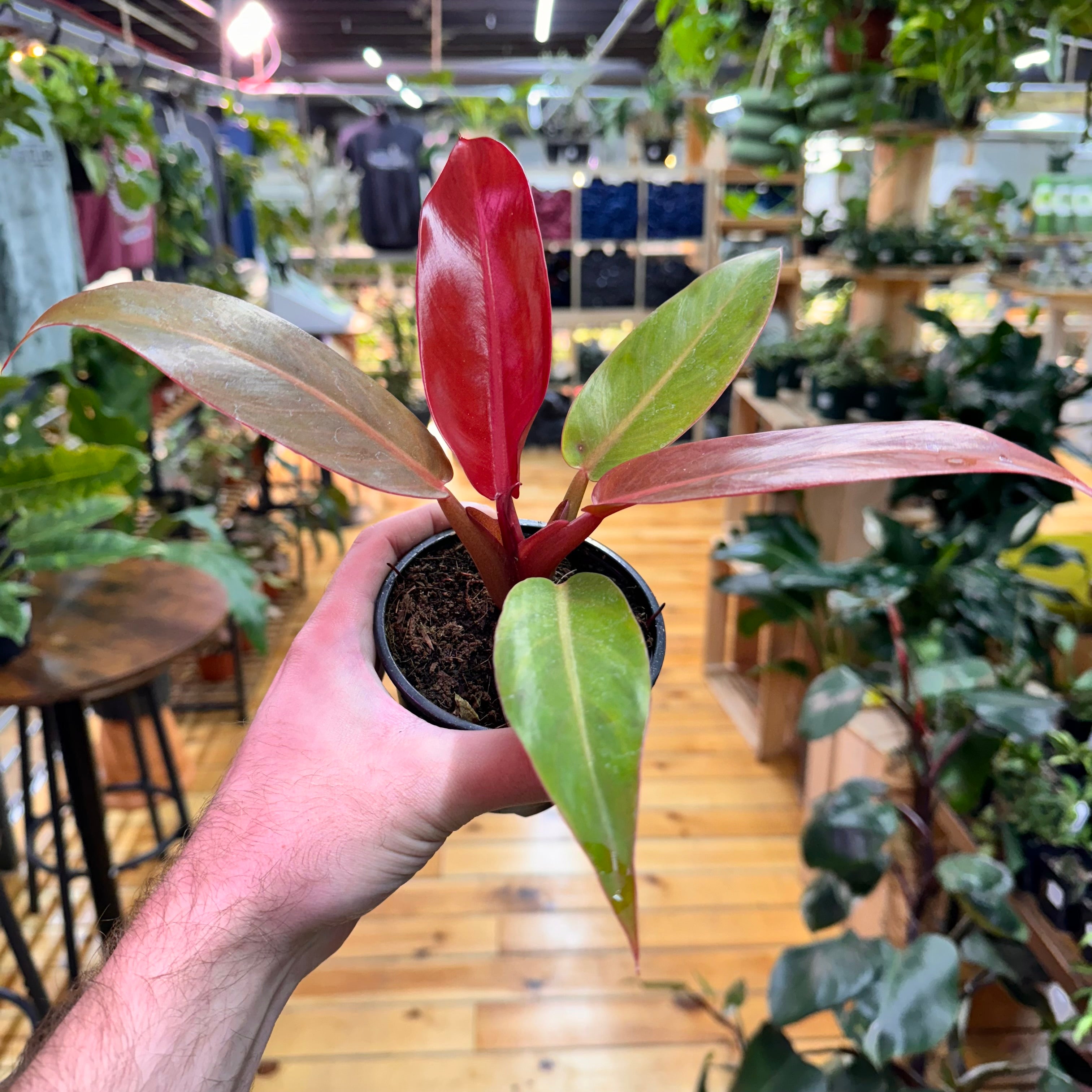 Philodendron Sun Red