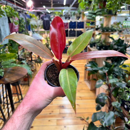 Philodendron Sun Red