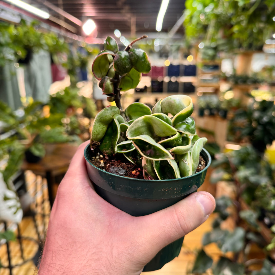 Hoya Rope Variegated