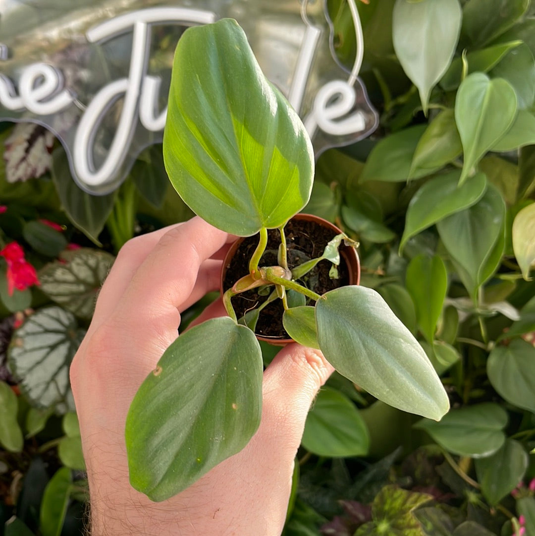 Philodendron Columbia